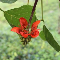 <i>Erythrina subumbrans</i>  (Hassk.) Merr.